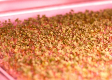 Growing Gallery 4