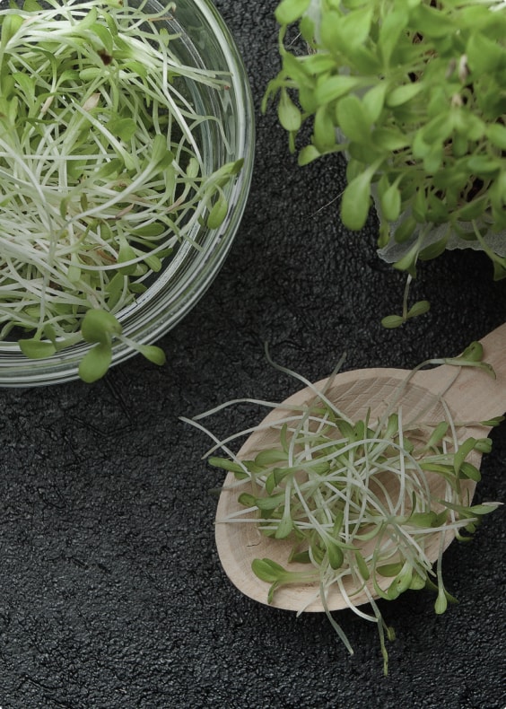 Herbs