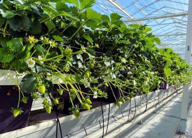 Hughlowefarms Gallery 2